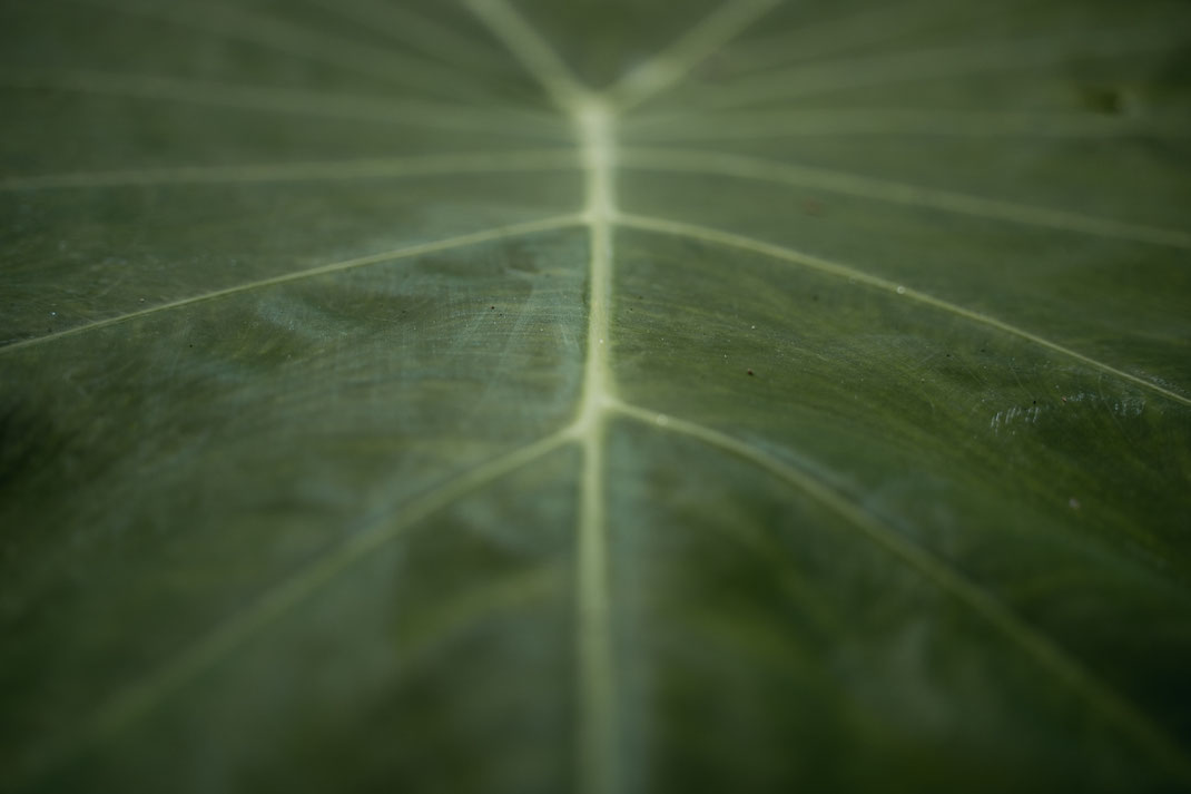 Primer plano de una planta verde en la cascada de Tat Kuang Si.