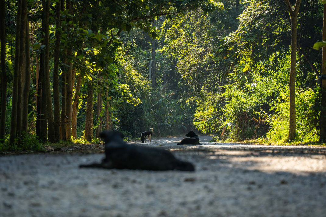 Three black dogs lie on a path in the dense forest in Chiang Mai.