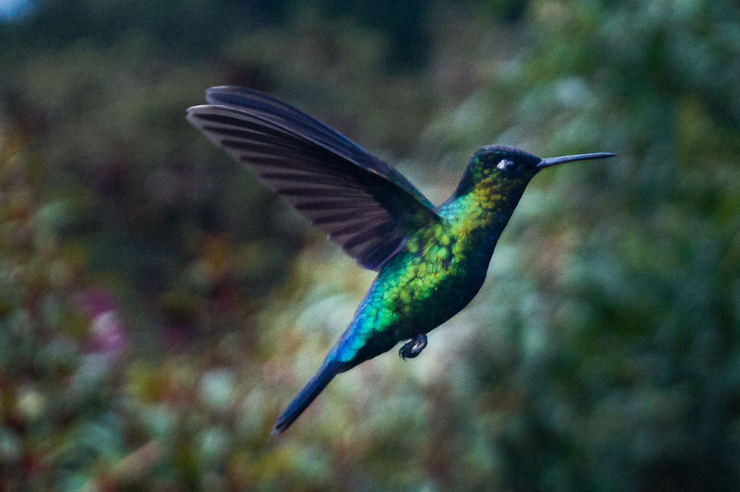 Détail d'un colibri en vol dans le parc national Los Quetzales.