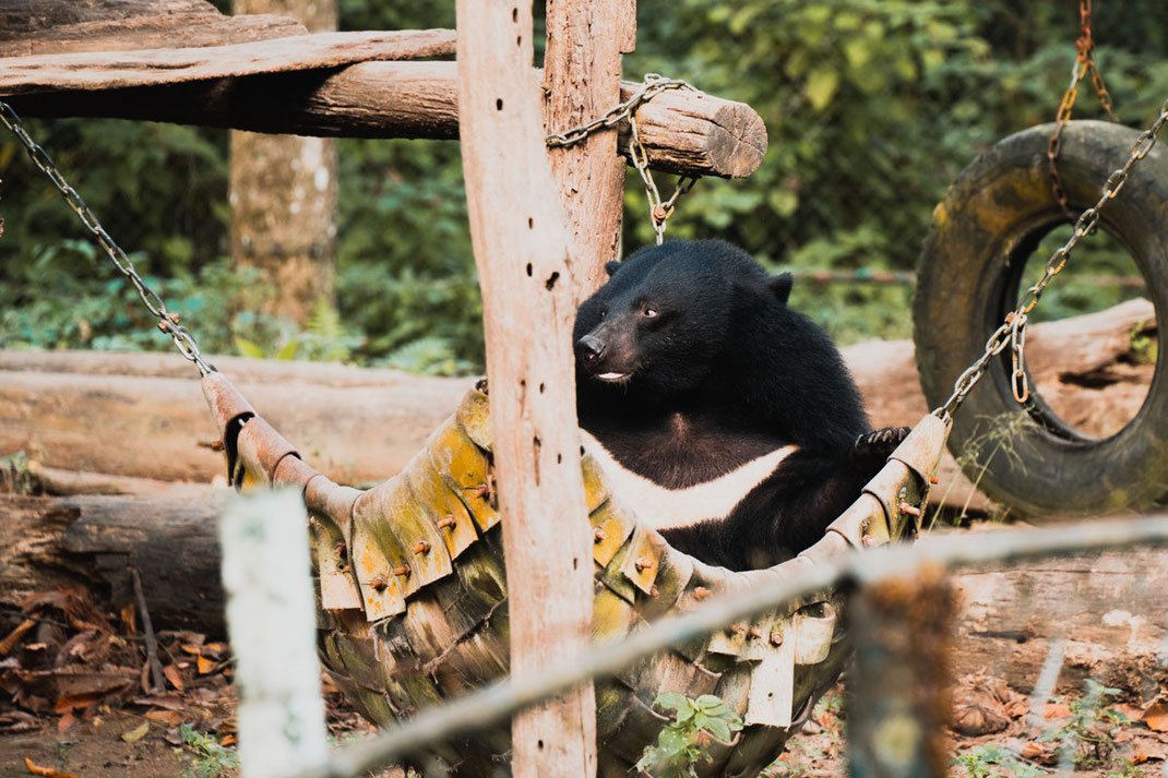 Tat Kuang Si 瀑布围栏中的黑熊。