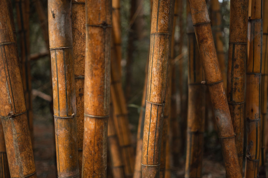 Detailaufnahme von gelben Bambuspflanzen am Bolvaven-Plateau.