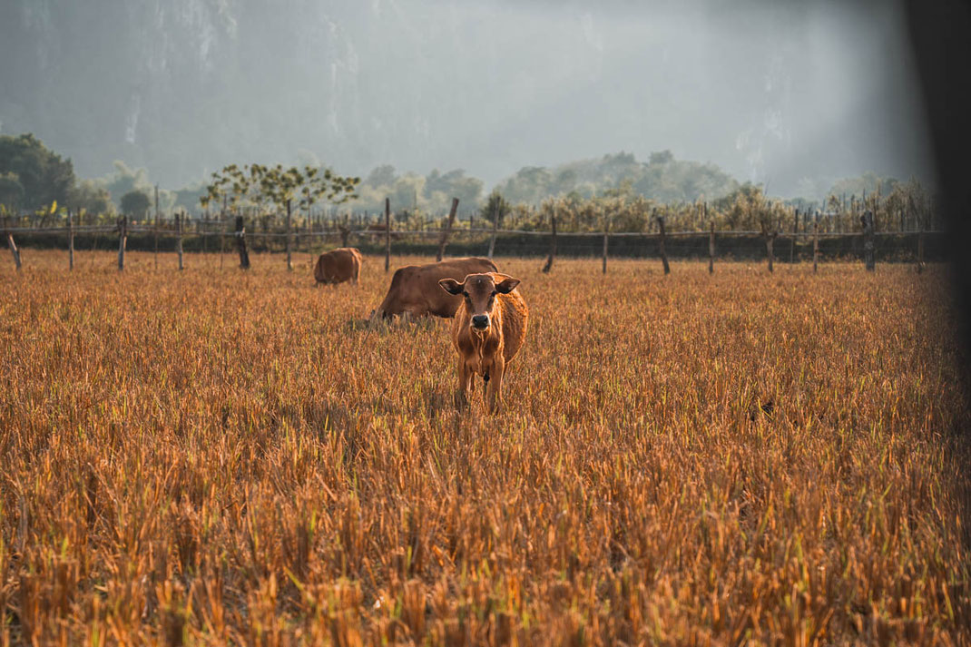 バンビエンの道端で草を食む若い牛。