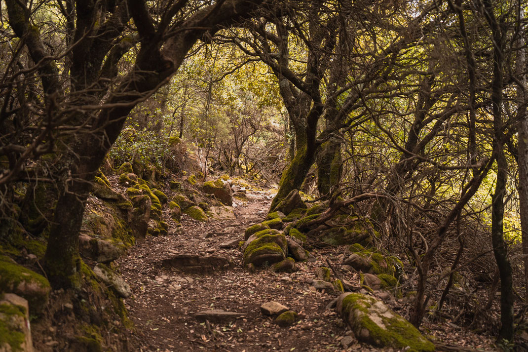 Ein Wanderweg führt durch dichten Wald auf der Insel Sardinien.