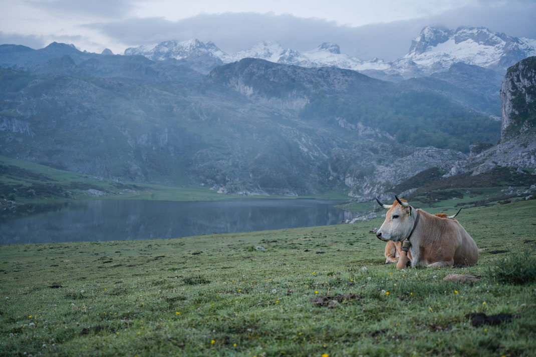 Eine Kuh liegt am frühen Morgen am Ufer eines Sees im Nationalpark Picos de Europa.