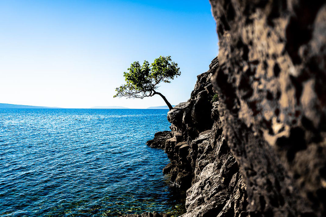 Felsige Bucht in Beli mit Baum am Meer.