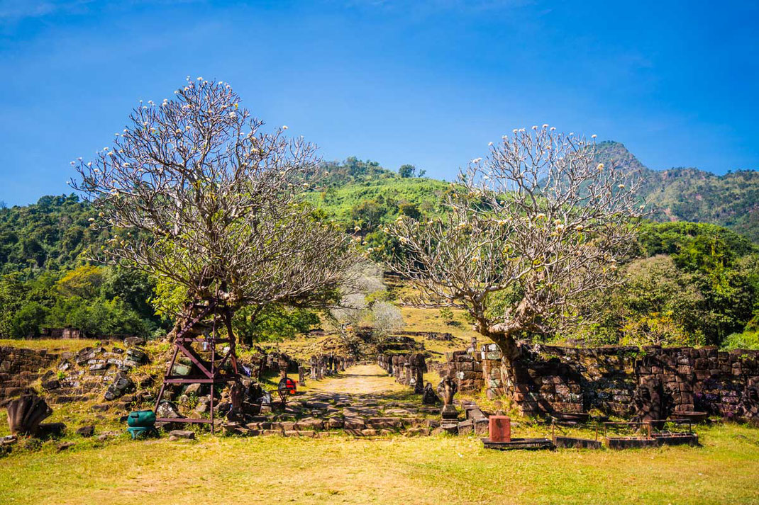 Les arbres du temple en fleurs bordent le chemin qui mène au Vat Phou.