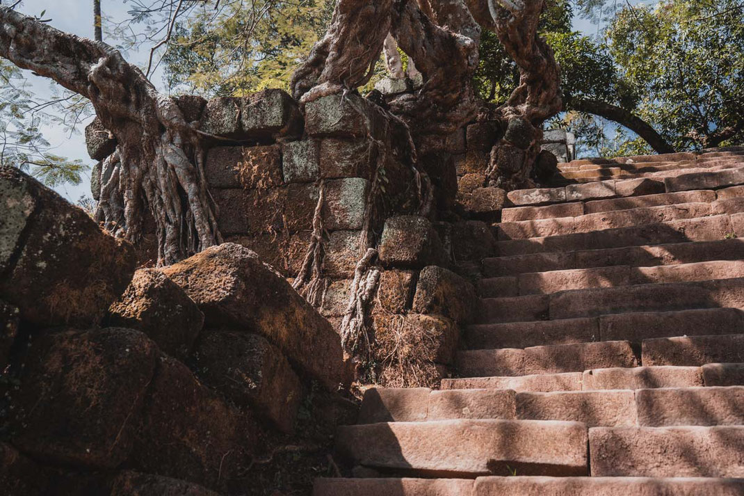 Ein Baum und seine Wurzeln verschlingen die Treppe hinauf zum Vat Phou.