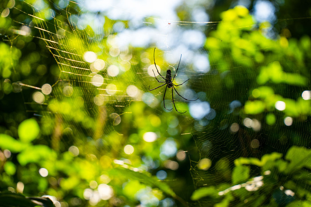 Una enorme araña negra teje su tela en Green Jungle Park.