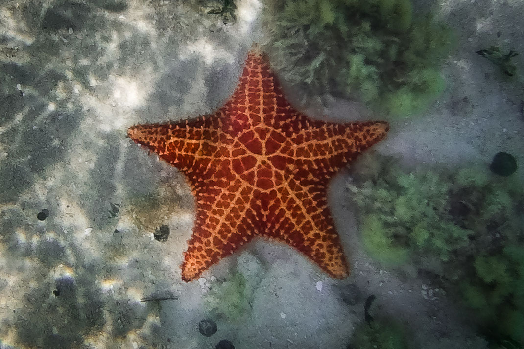 水下的橙色海星