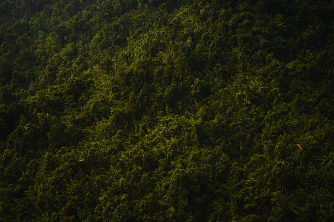 バンビエンのナムザイ展望台へのハイキングで、緑が生い茂るジャングルをクローズアップ。