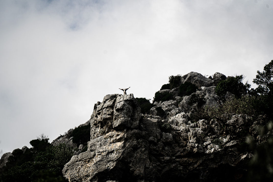 Eine wilde Zeige beobachtet Wanderer von einen Gesteinsblock.