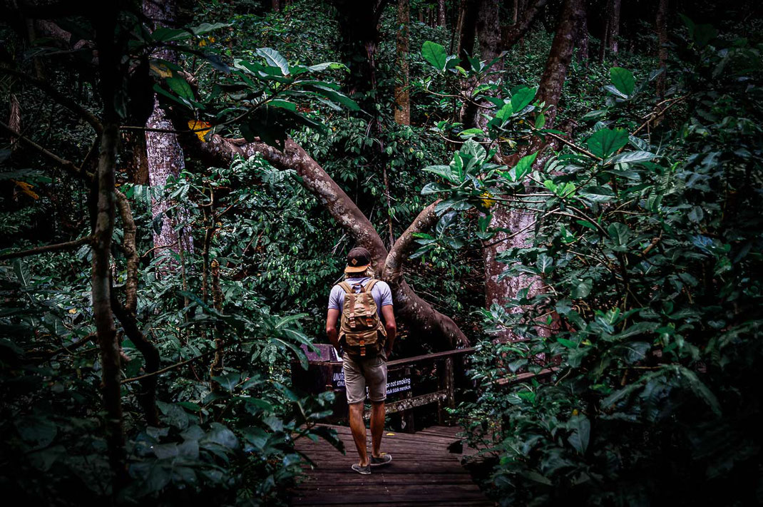 Un homme déambule sur un chemin de bois à travers la dense Monkey Forest.