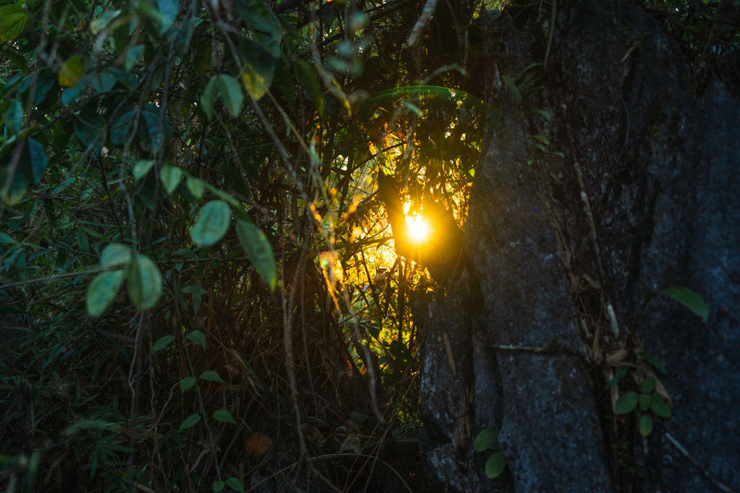 Nahaufnahme eines dichten Dschungels mit der untergehenden Sonne im Hintergrund.
