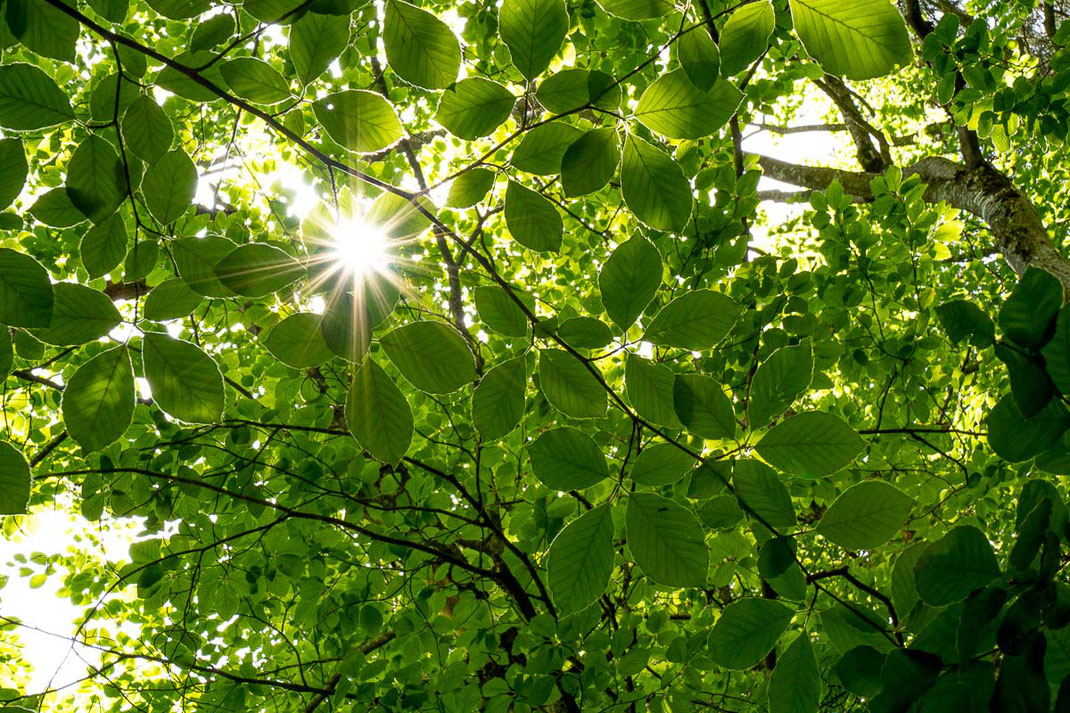 Sonne schein durch das grüne Blätterdach in der Enipeas Schlucht.