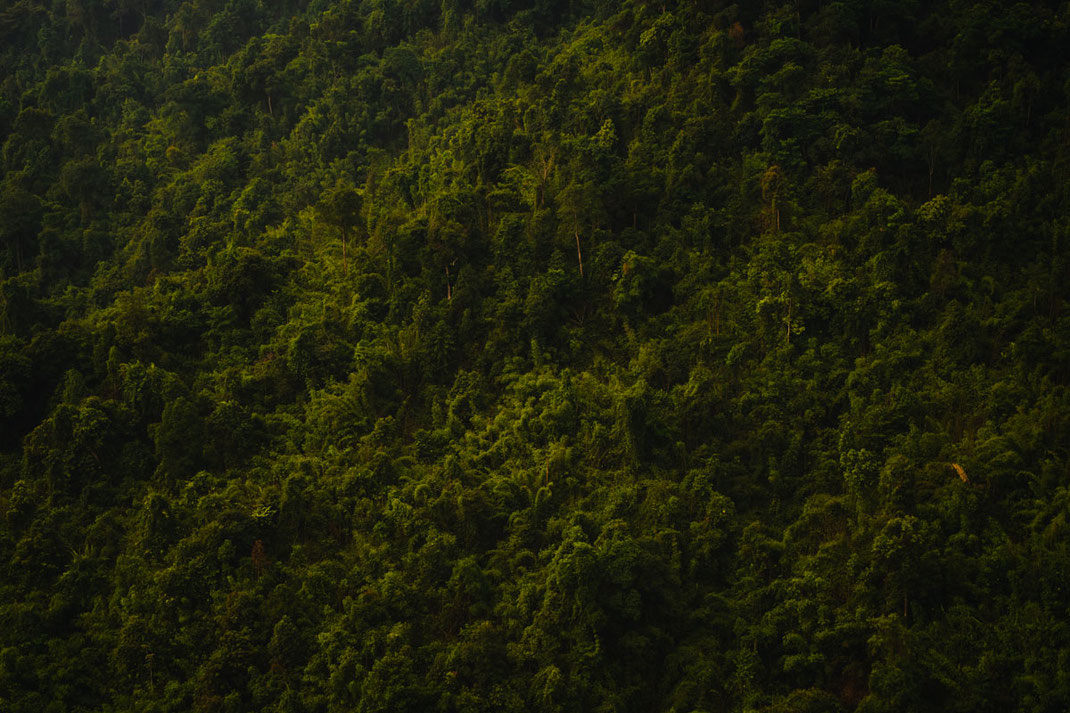 Primer plano de una selva verde y densa en la excursión al mirador de Nam Xay, en Vang Vieng.