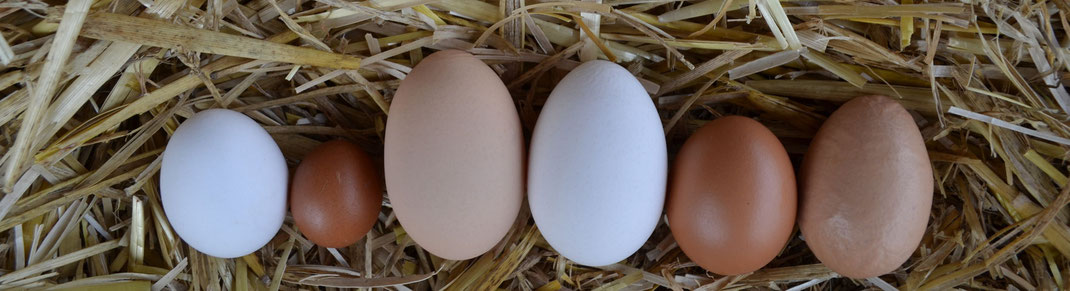 Eine Eierfamilie....