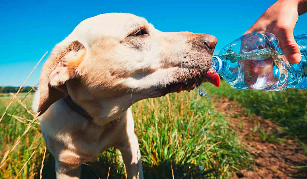 8 Consejos para proteger a tus mascotas del calor durante la canicula