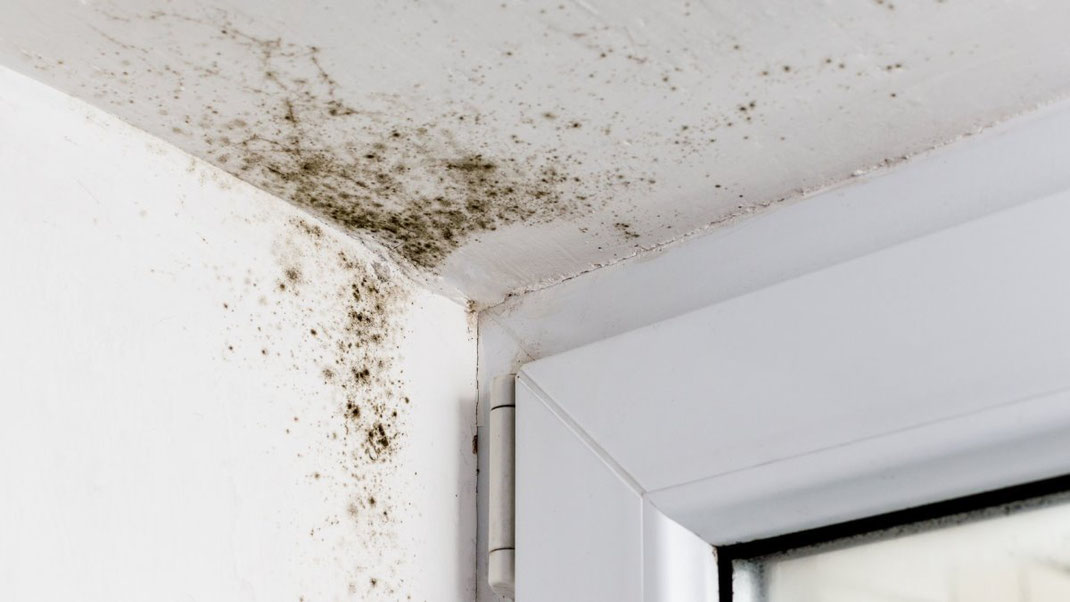4 consejos para quitar el hongo moho de las paredes