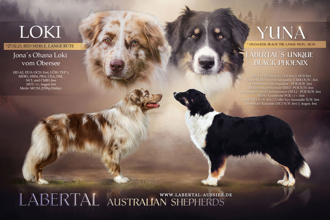 Wurfankündigung, Austrailian Shepherd, Welpen, Wurf, Hundewelpe, Welpe, Aussie, Aussie zucht
