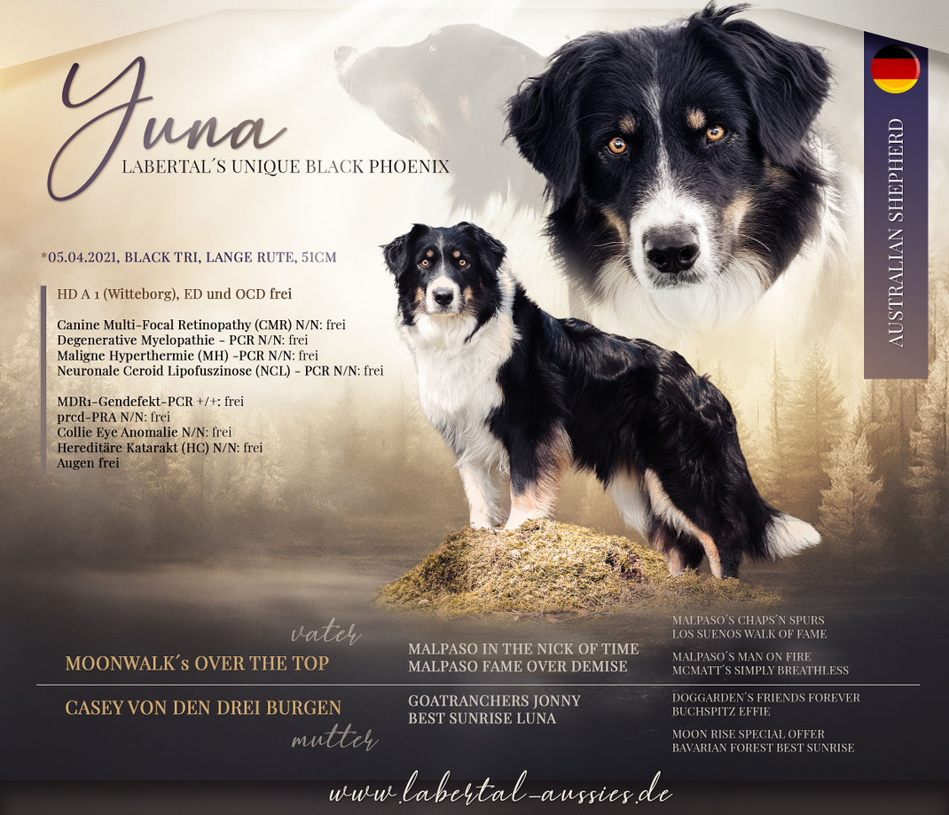Labertal Aussies, Australian Shepherd, Zucht, Welpen 