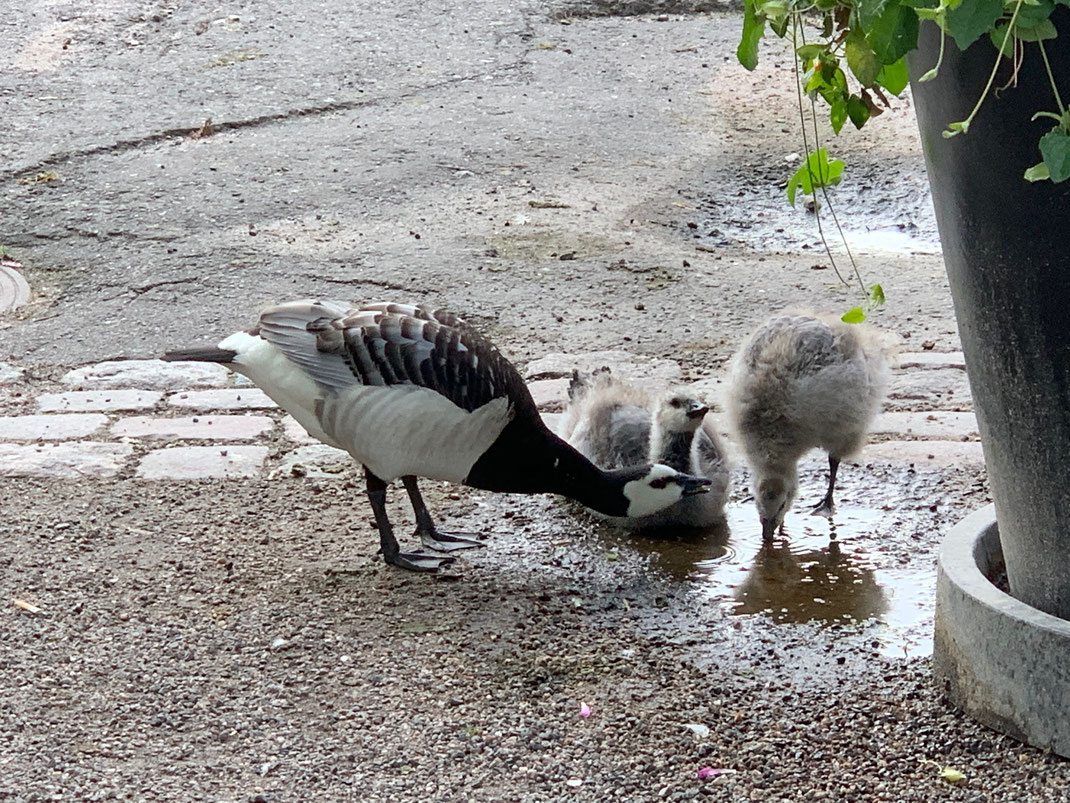 定期的にお花に水を上げに来るのを知ってて、水をのみに来てた