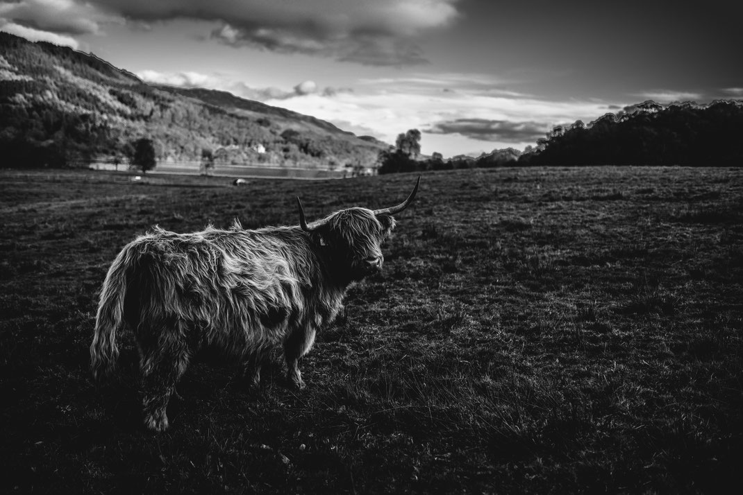 Hairy coo - hairy cow - Highland lochs in scotland countryside
