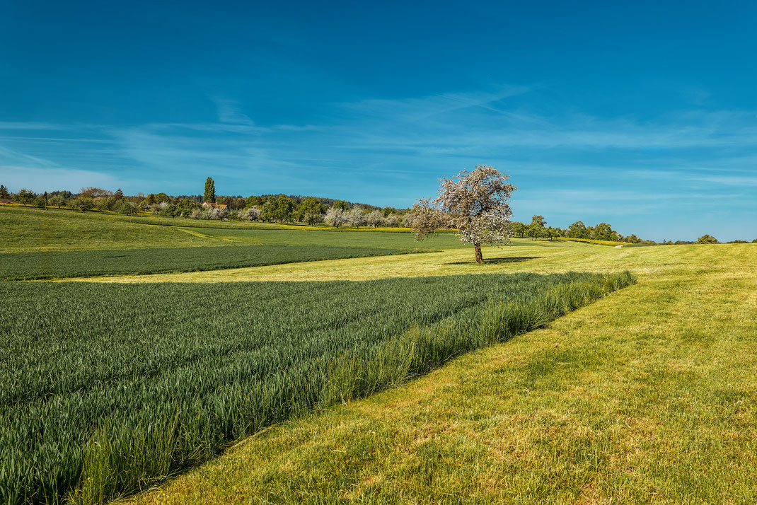Geometrische Grasschnitte im Thurgau ;-D