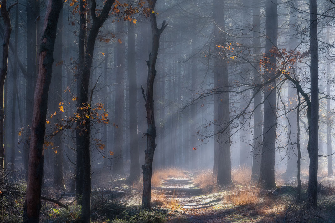 Licht en schaduwen in de Drentse bossen