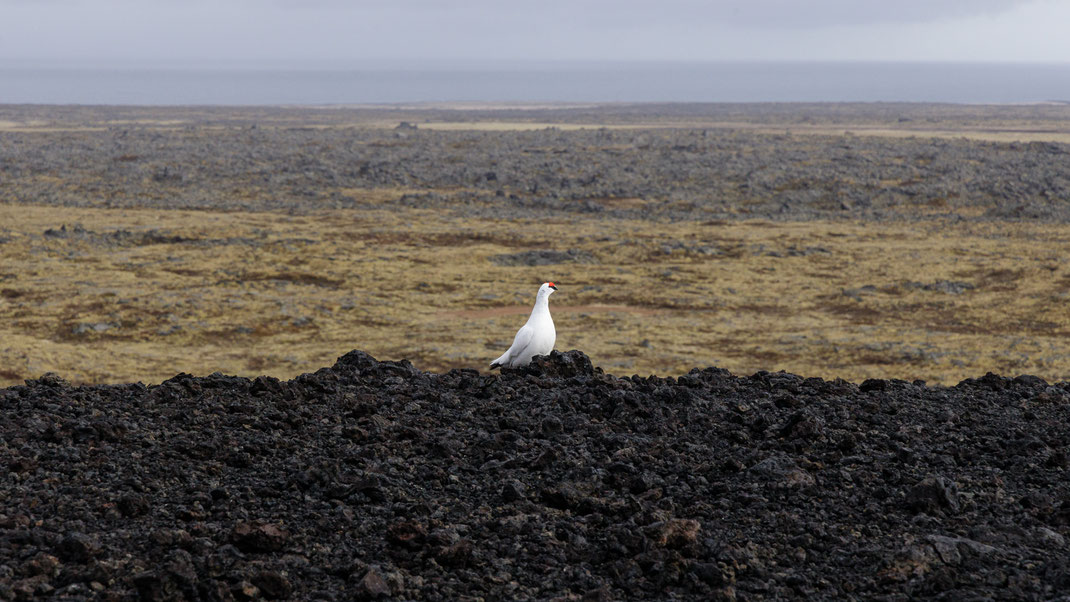 Der Schneehuhnkönig überblickt sein Reich: Lagopus muta auf dem Rand des Saxhóllkraters, Snæfellsnes.