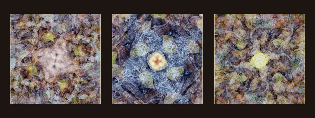 Künstlerische Fotografie: Herbstlaub mit Pilzen, auf dem Weyerberg in Worpswede