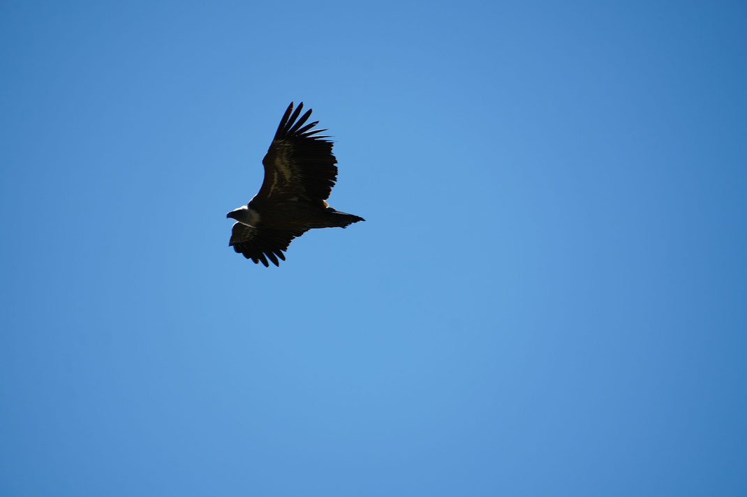 Gänsegeier im Zoom