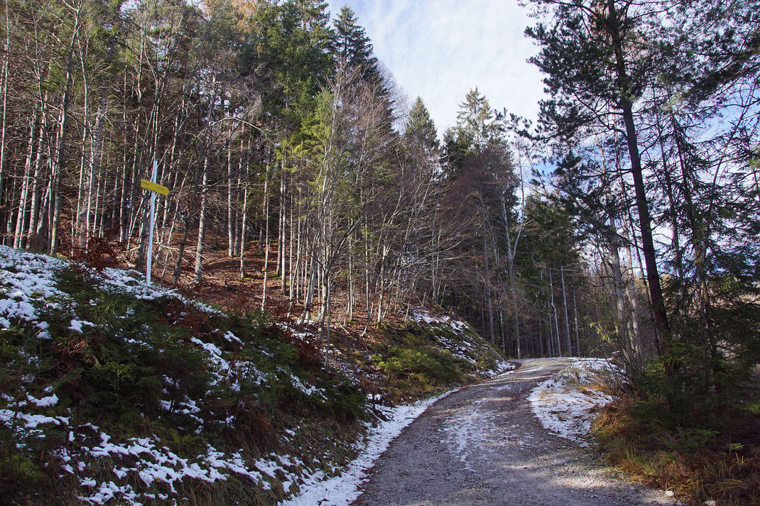 Am flachen Forstweg (Dez 2022)