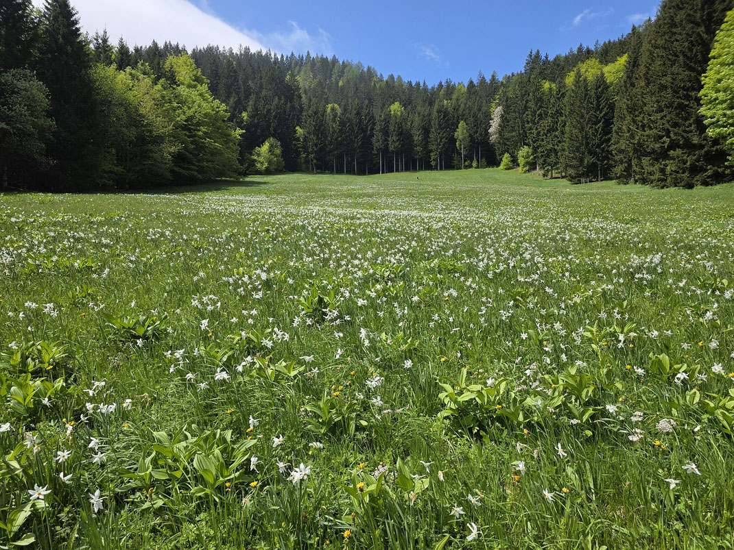 Die Narzissenwiese auf der Illitschalm