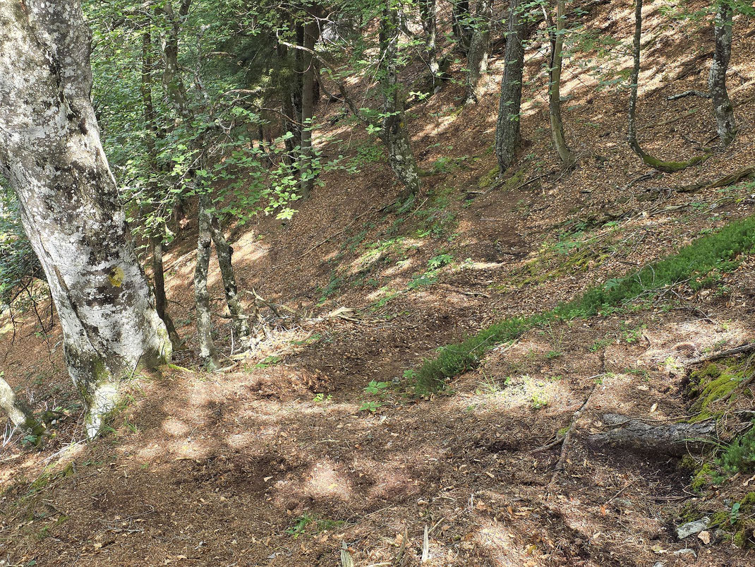 Abstiegsweg zur Ruine Rasburg mit gelber Markierung (am Baum links)