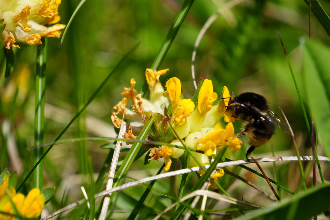 Hummel auf Alpen- Wundklee