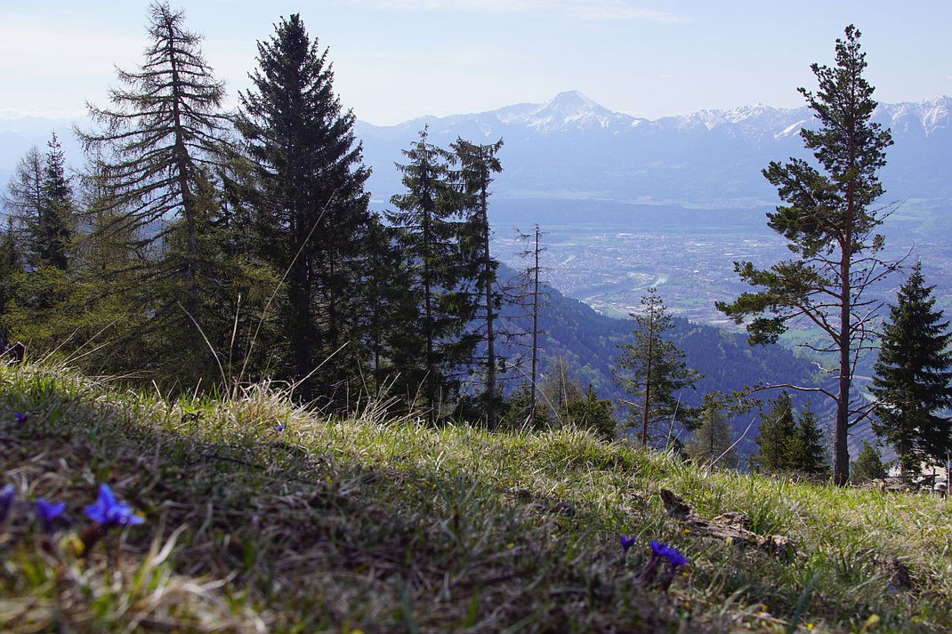 Mittasgkogel und Villach, im Vordergrund die erste Frühlingsboten auf der Alm