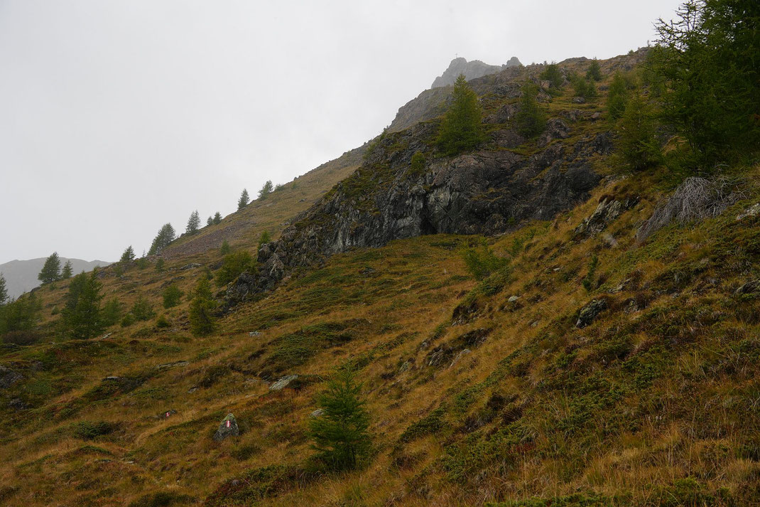 Beim Abstieg an der Waldgrenze der Blick zurück hinauf