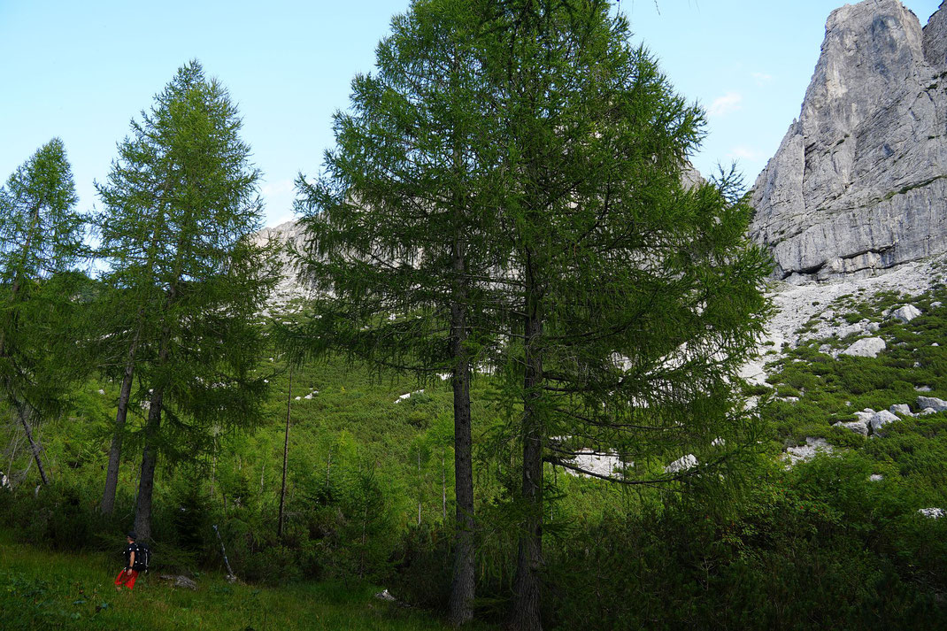 Aufstieg am Rand des Lärchenwaldes