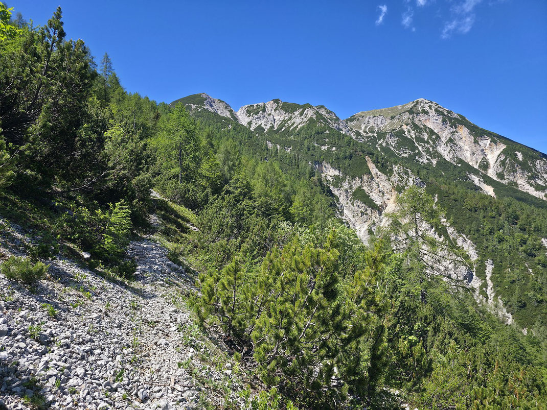 Schon am Jägersteig knapp vor dem ersten Latschenfeld, rechts der Mittagskogel