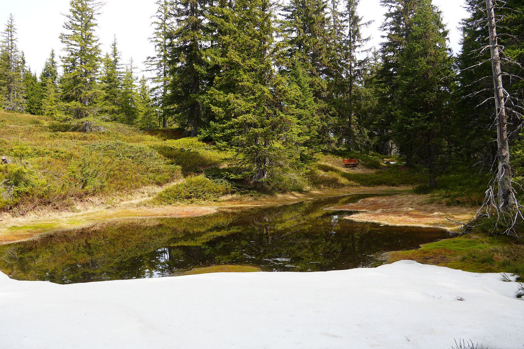 Kleiner Teich am Saalacher Höhenweg