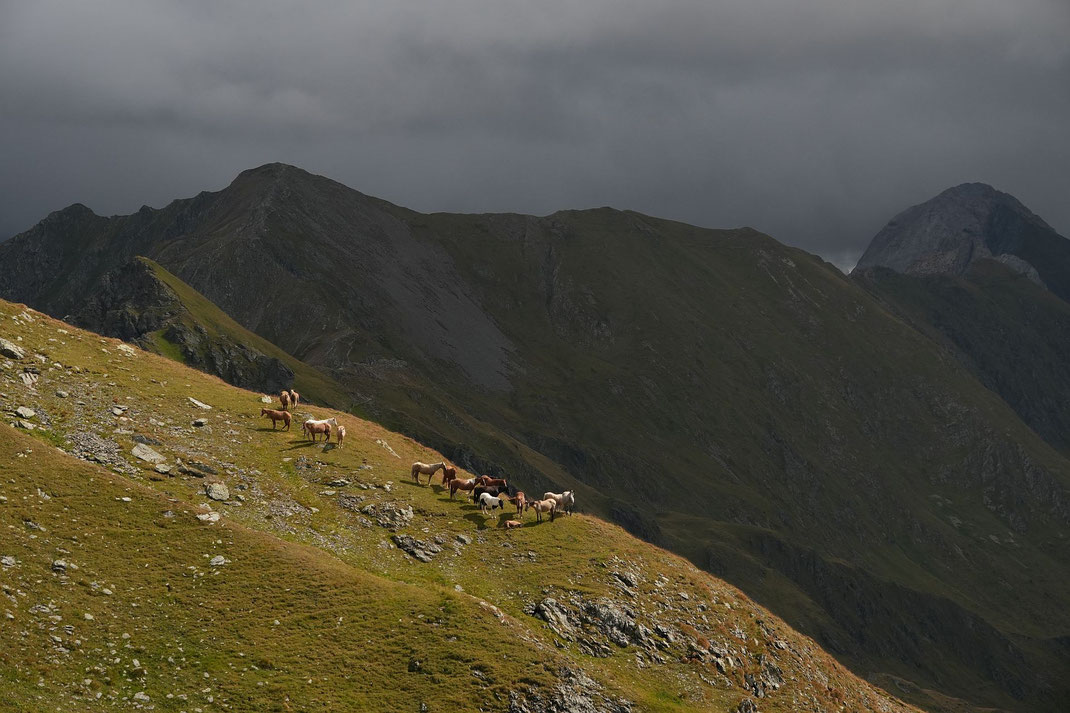 Mystische Almidylle mit Blick zur Steinkarspitze