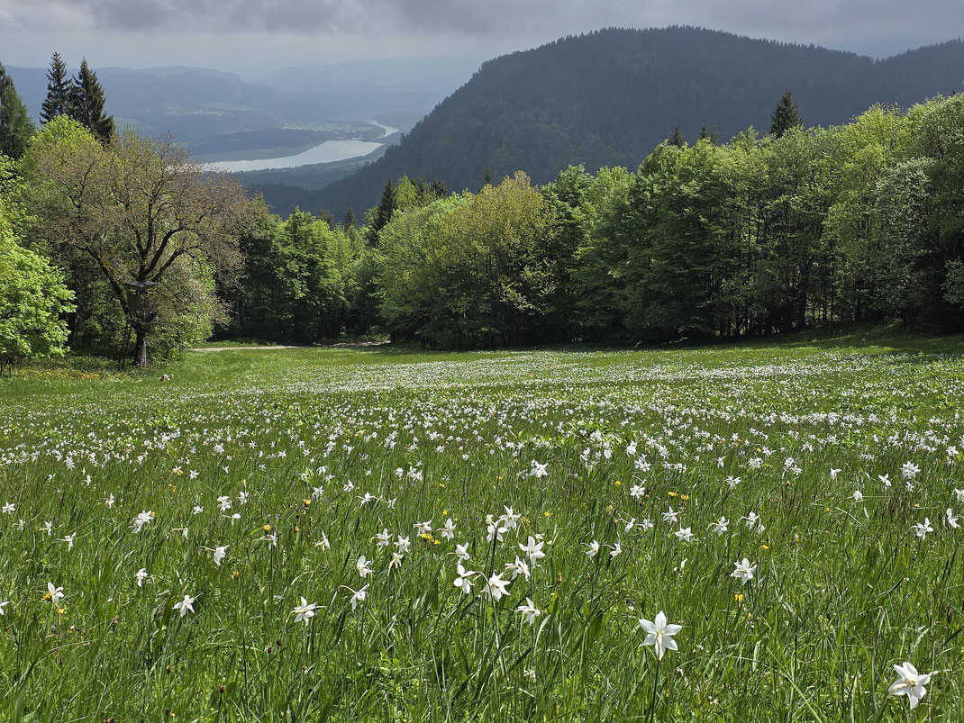 Der Blick talwärts, die bewaldete Kuppe rechts oben ist der Große Muschenig