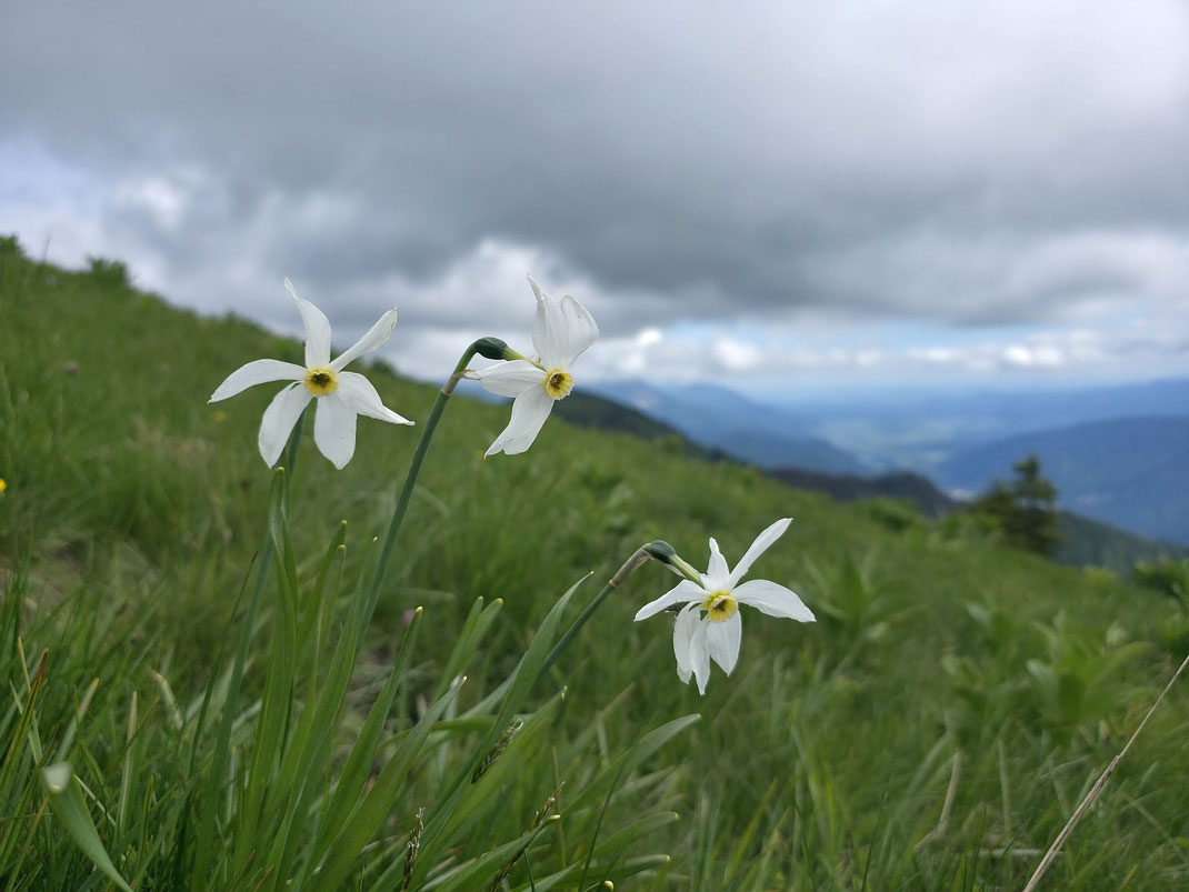 Narzissen am Weg hinauf zum Großen Frauenkogel
