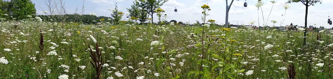 Blumenwiese in den Gärten der Welt, Berlin