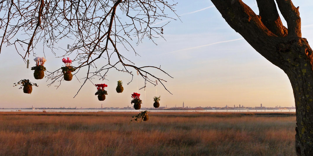 kokedama in Italia a Venezia prodotti da DA3 studio