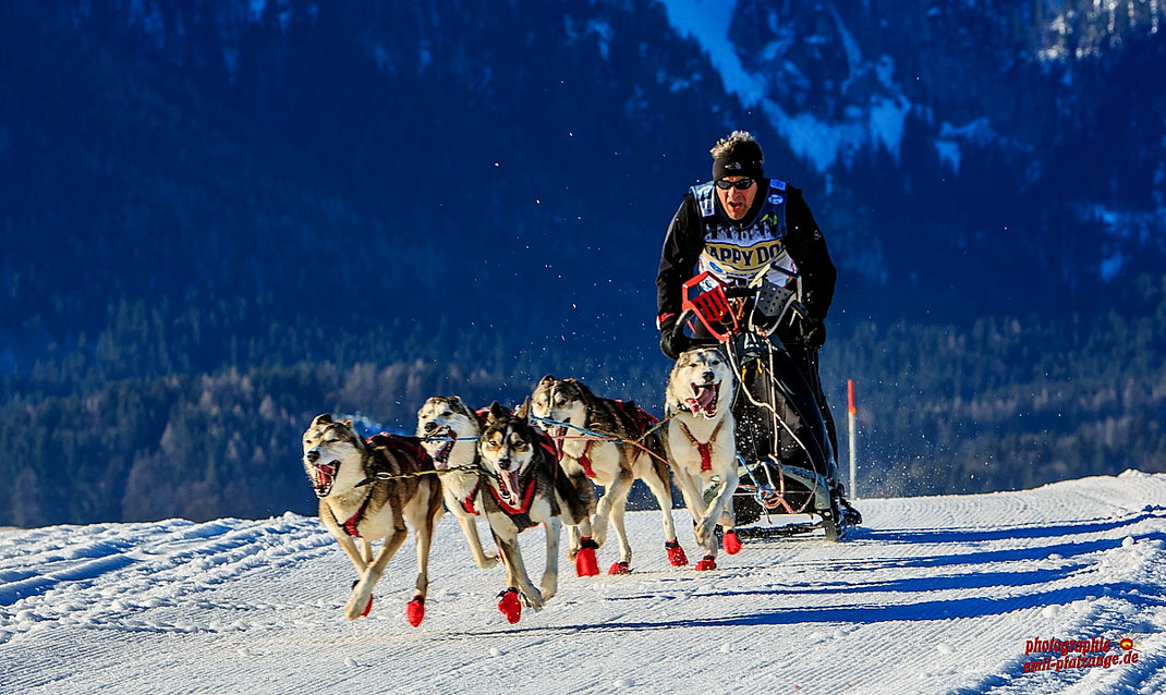 Europameisterschaft Schlittenhunde Rennen in Inzell vom 03 - 05. Februar 2017.