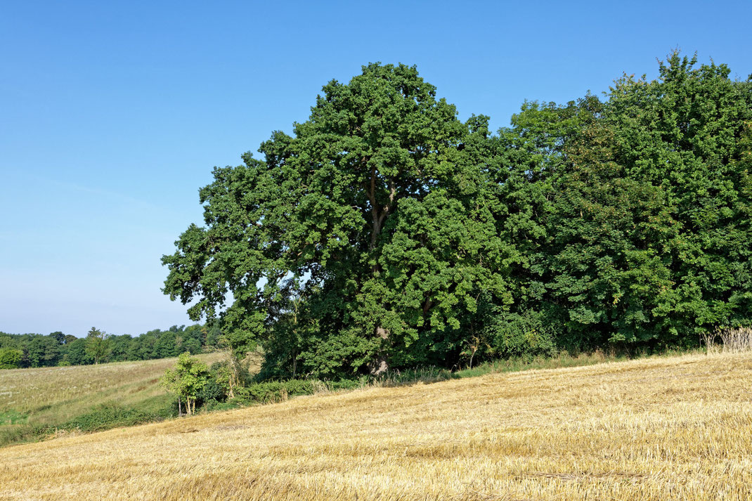 Eiche bei Karlstein