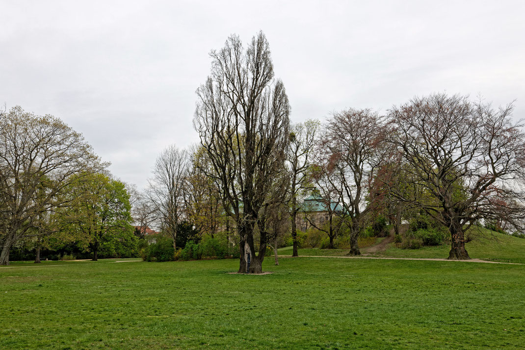 Pyramideneiche in Dresden