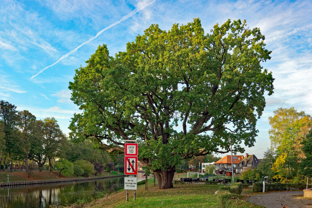 Höltingmühlen-Eiche in Meppen