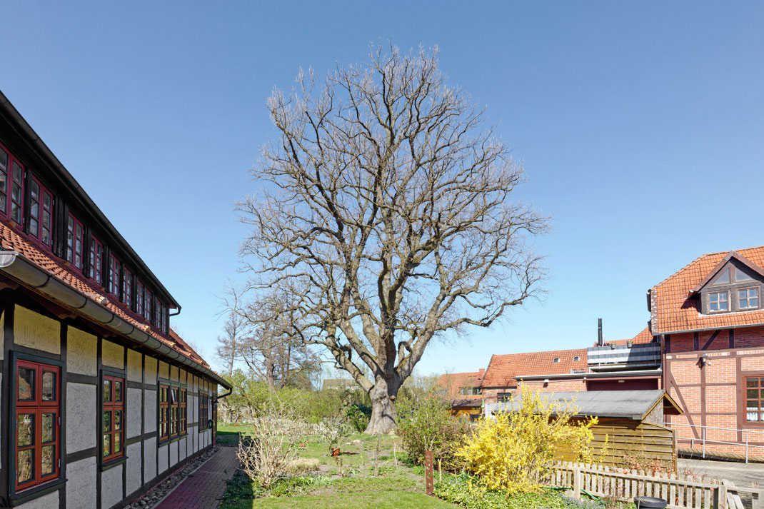 Eiche in Weyhausen